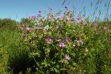 Geranium sylvaticum. Цветущее растение. Новгородская обл., г. Боровичи, Бобровские горы, на луговом склоне. 06.06.2015.