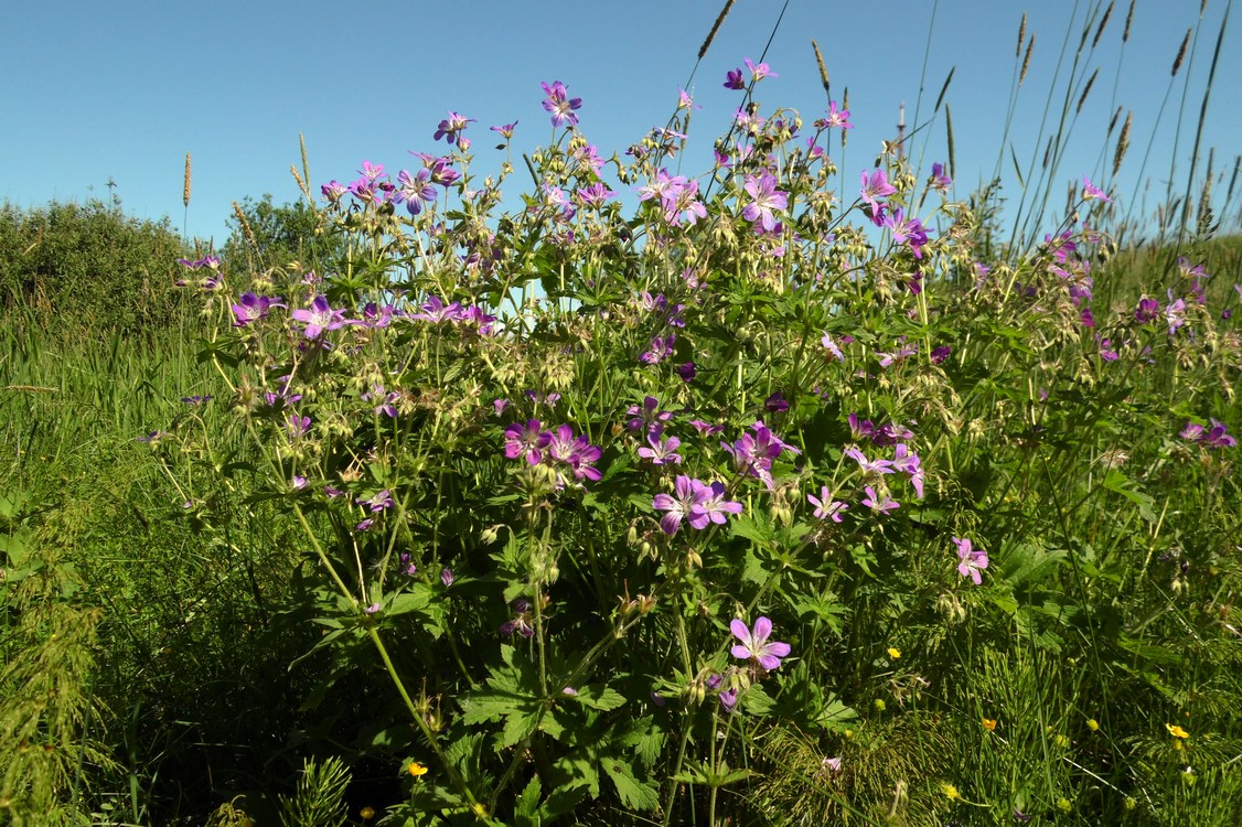 Изображение особи Geranium sylvaticum.