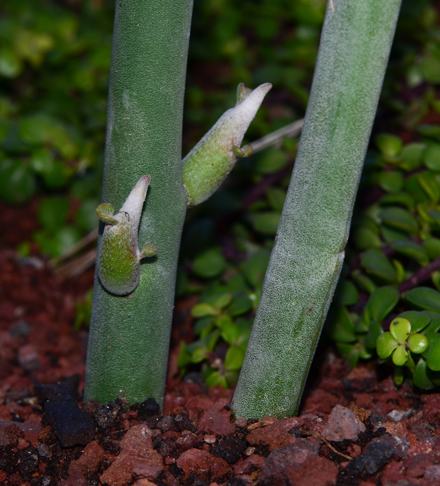 Изображение особи Euphorbia lomelii.