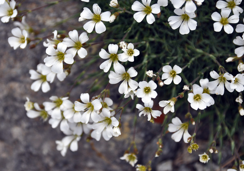 Image of Minuartia circassica specimen.