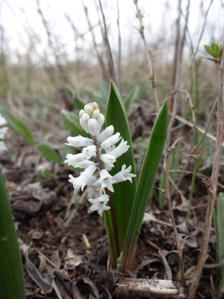 Image of Hyacinthella leucophaea specimen.