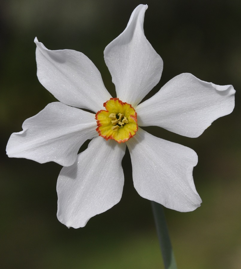 Image of Narcissus poeticus specimen.