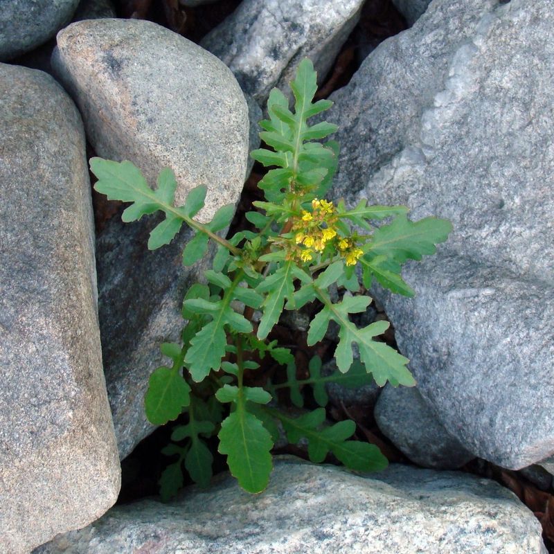 Image of Rorippa palustris specimen.