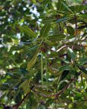 Rhizophora mucronata. Верхушка ветви с бутонами и проросшими плодами. Андаманские острова, остров Лонг, мангровые заросли на песчаном пляже. 07.01.2015.