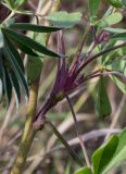 Lupinus polyphyllus