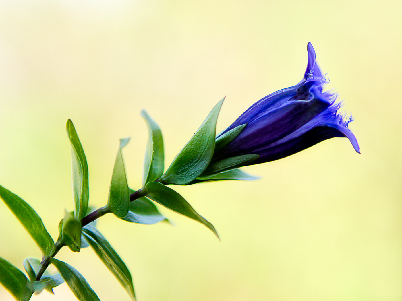 Image of Gentiana septemfida specimen.