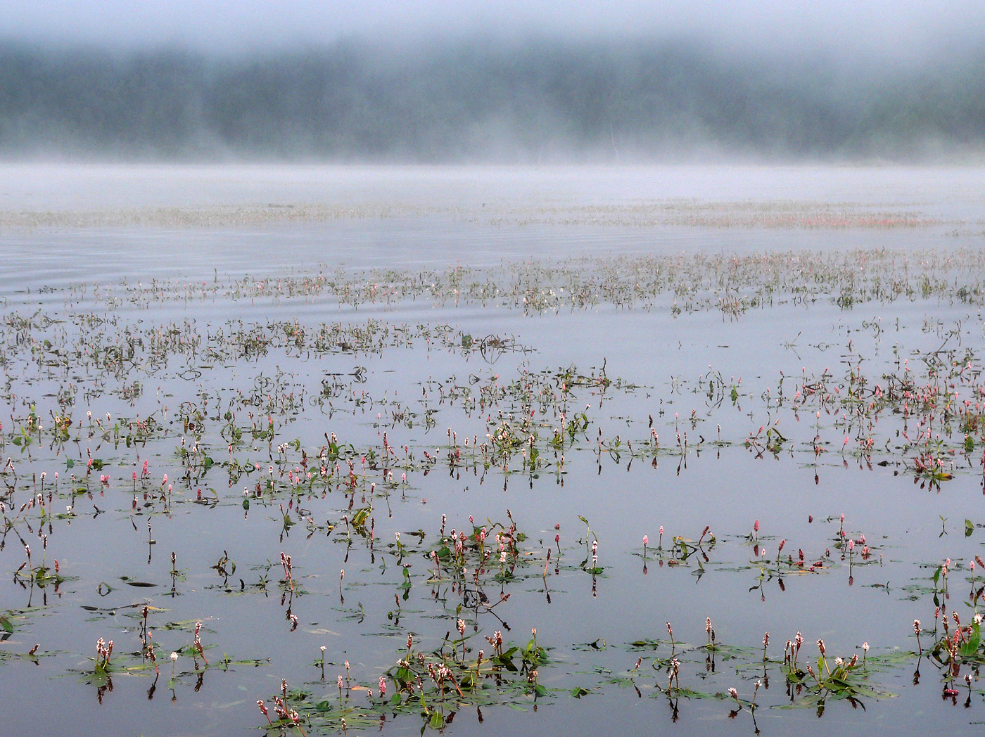 Image of Persicaria amphibia specimen.