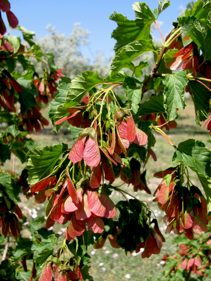 Image of Acer tataricum specimen.