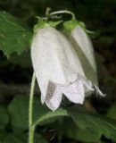 Campanula punctata