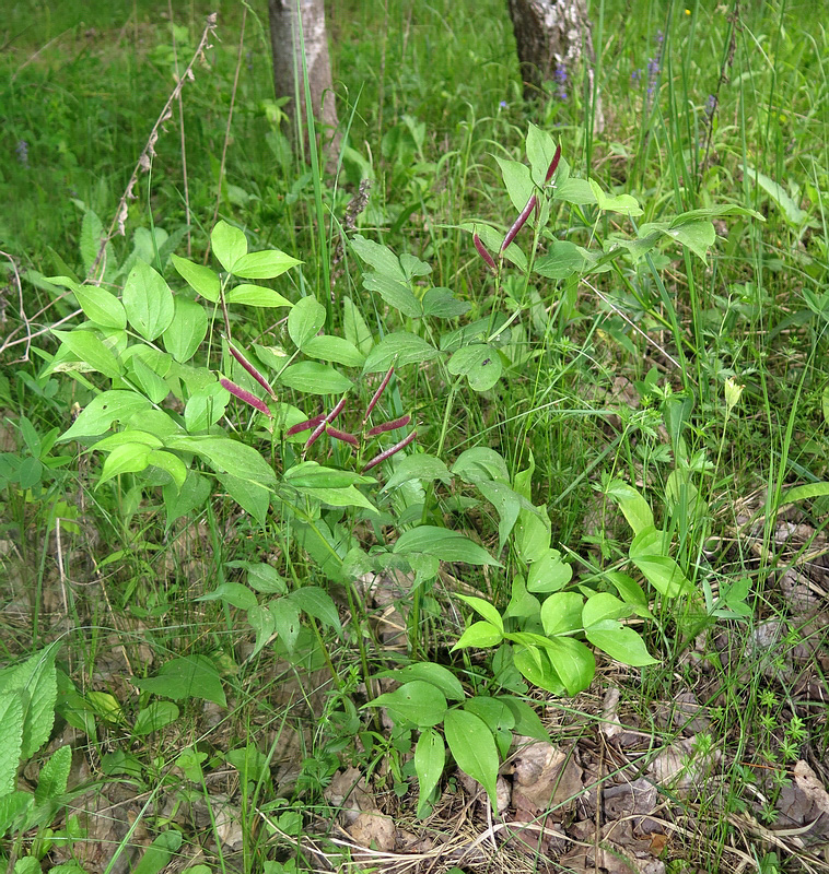 Изображение особи Lathyrus vernus.