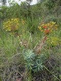 Euphorbia nicaeensis. Плодоносящее растение. Испания, автономное сообщество Каталония, провинция Жирона, комарка Баш Эмпорда, муниципалитет Тороэлья-де-Монгри, долина Санта-Катерина. 28.05.2016.