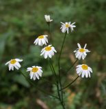 Pyrethrum corymbosum