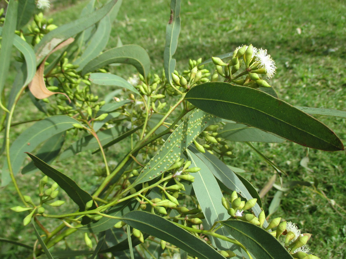 Image of Eucalyptus siderophloia specimen.