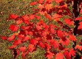 Смотреть изображение Acer pseudosieboldianum