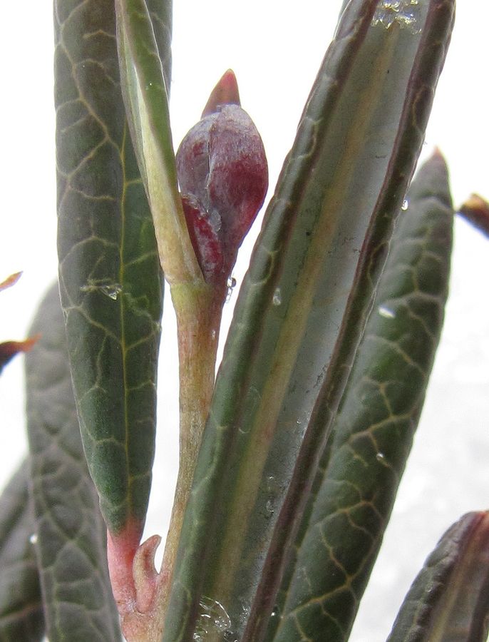 Image of Andromeda polifolia specimen.