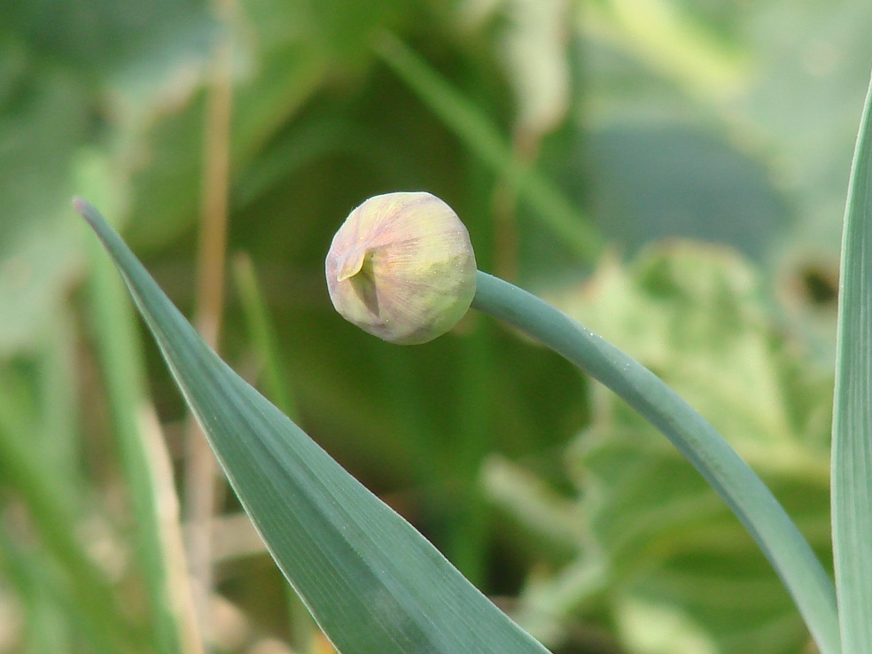 Image of Allium obliquum specimen.