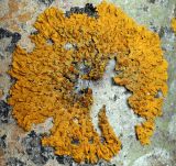 Xanthoria parietina. Слоевище с апотециями на коре осины. Московская обл., Раменский р-н, окр. ж.-д. платформы Хрипань, смешанный лес у ЛЭП. 12.07.2012.