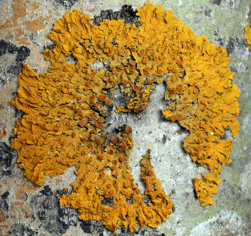 Image of Xanthoria parietina specimen.