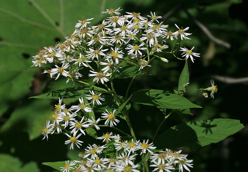 Image of Aster glehnii specimen.