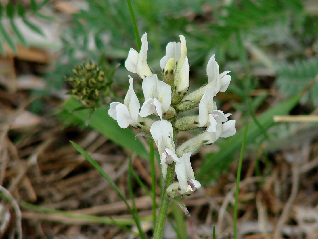 Image of Oxytropis strobilacea specimen.