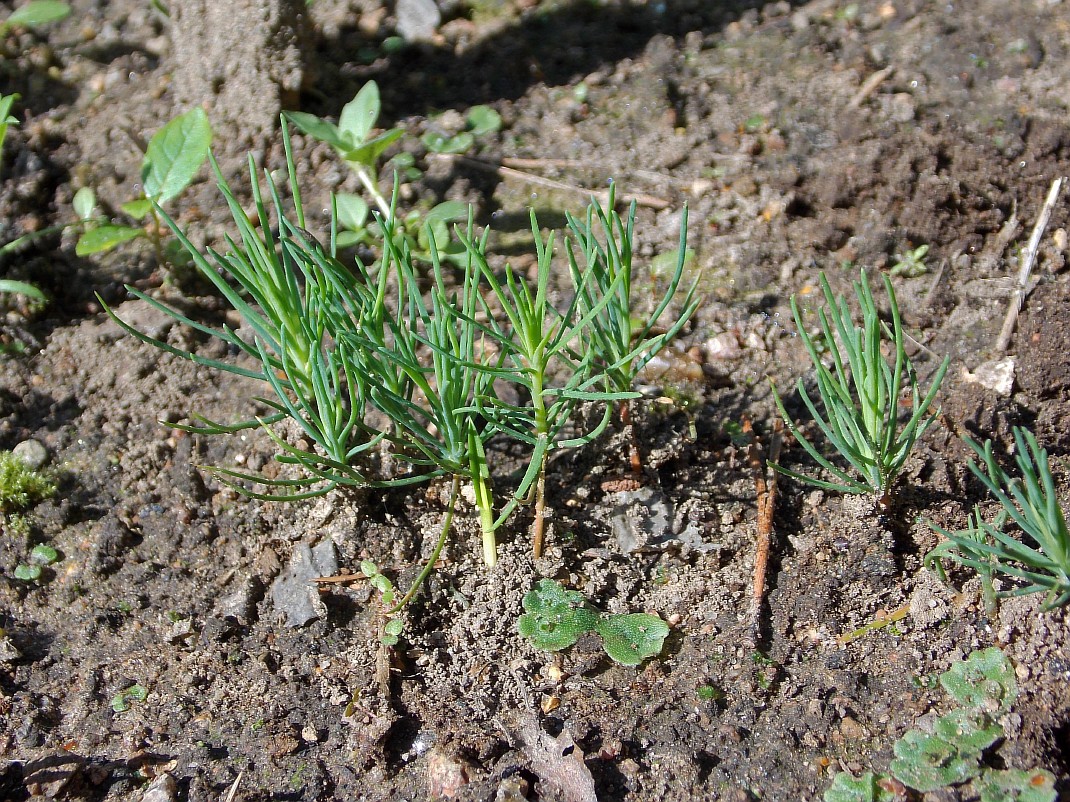 Image of Pinus uncinata specimen.