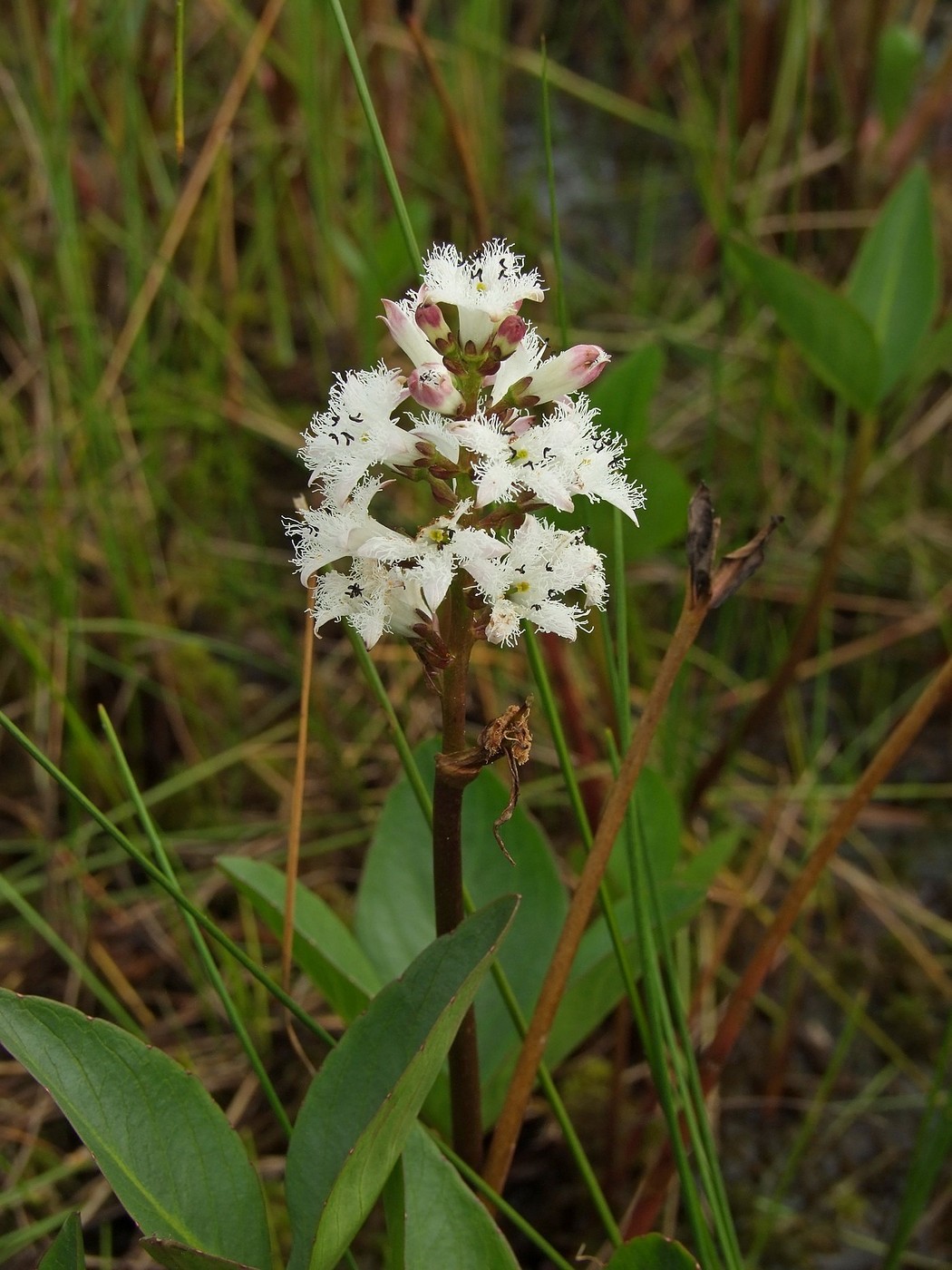 Image of Menyanthes trifoliata specimen.