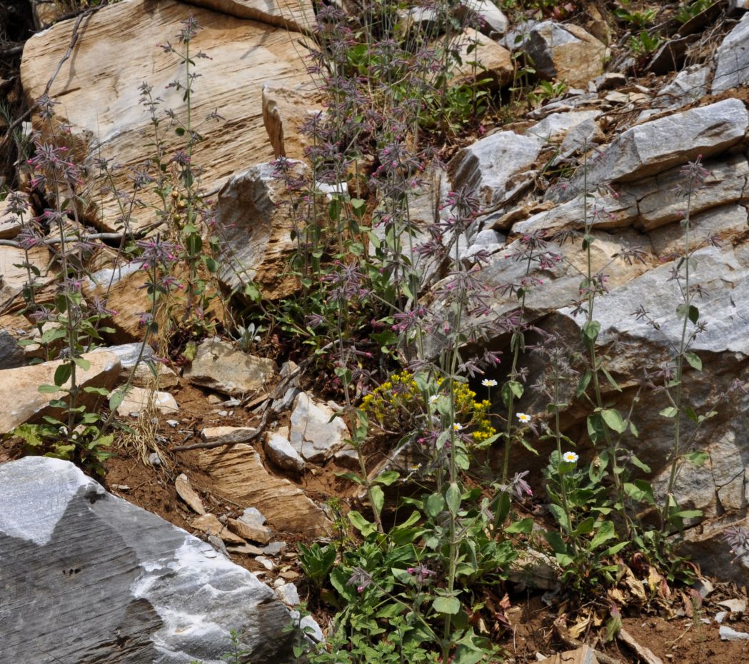 Image of Saponaria glutinosa specimen.