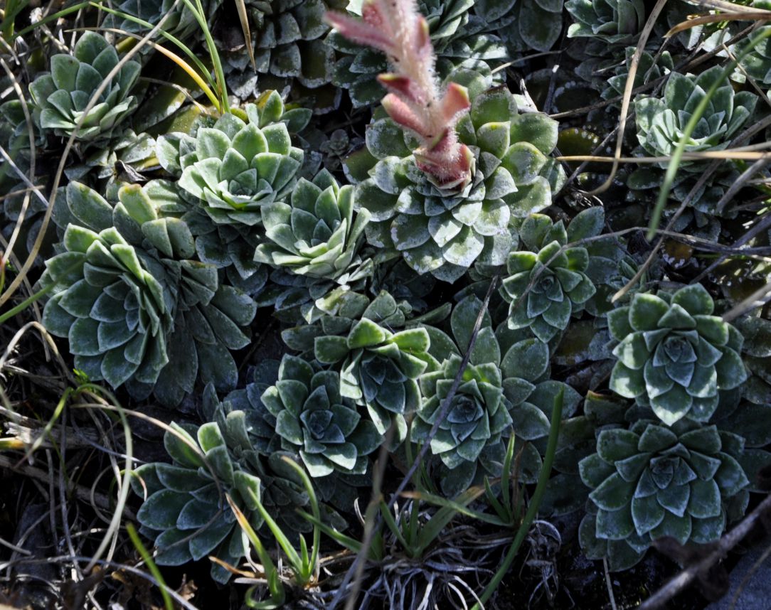 Изображение особи Saxifraga federici-augusti ssp. grisebachii.