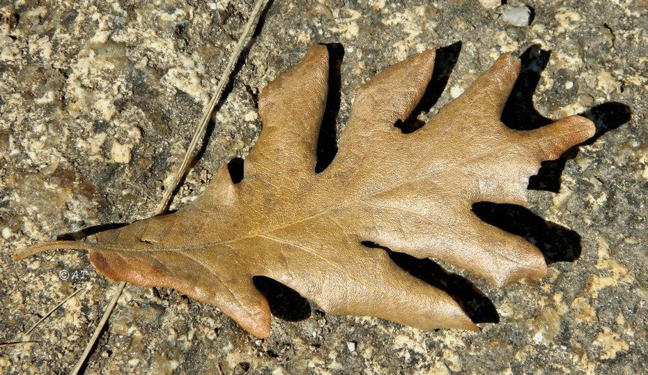 Изображение особи Quercus pyrenaica.