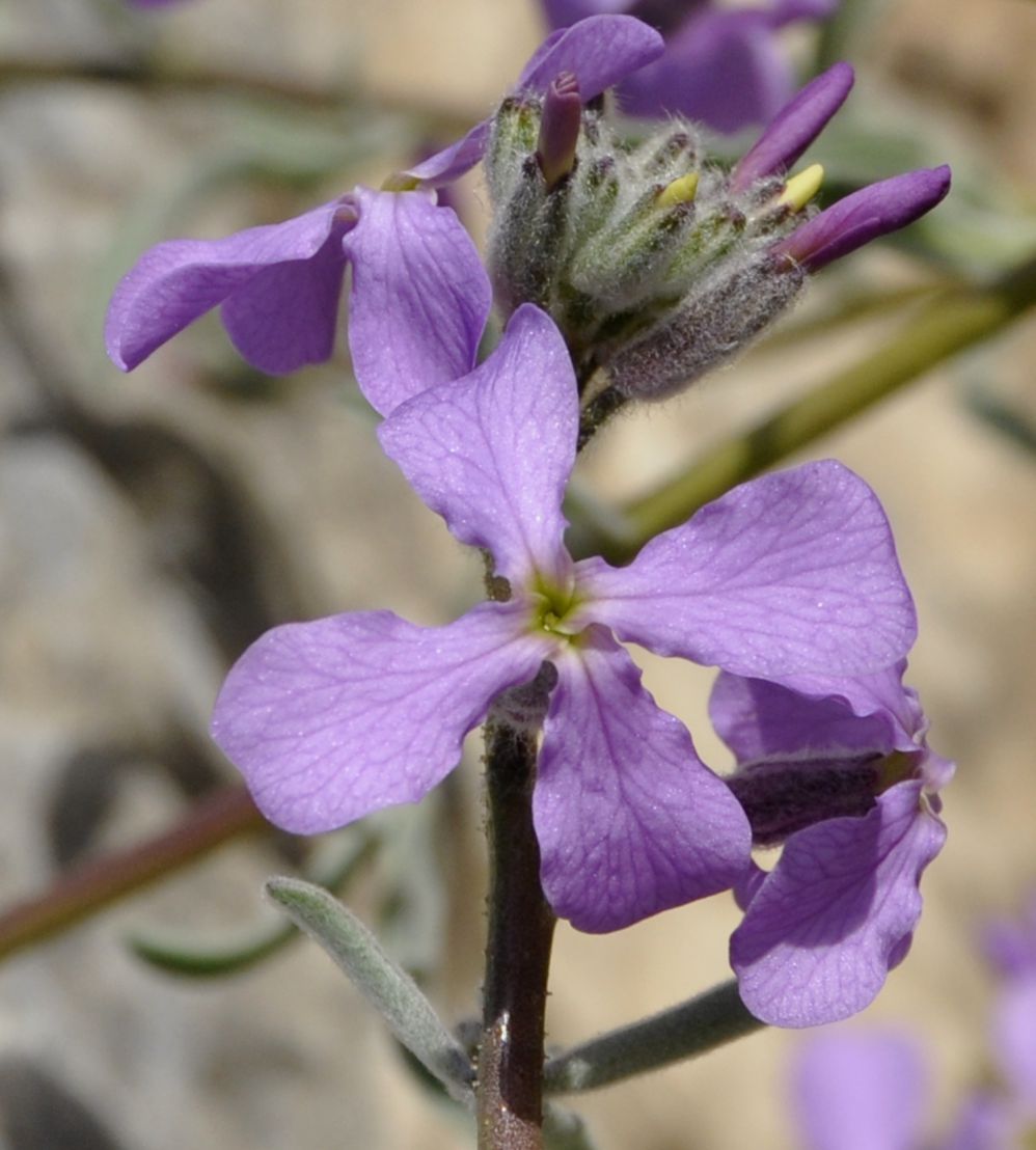 Изображение особи Matthiola sinuata.