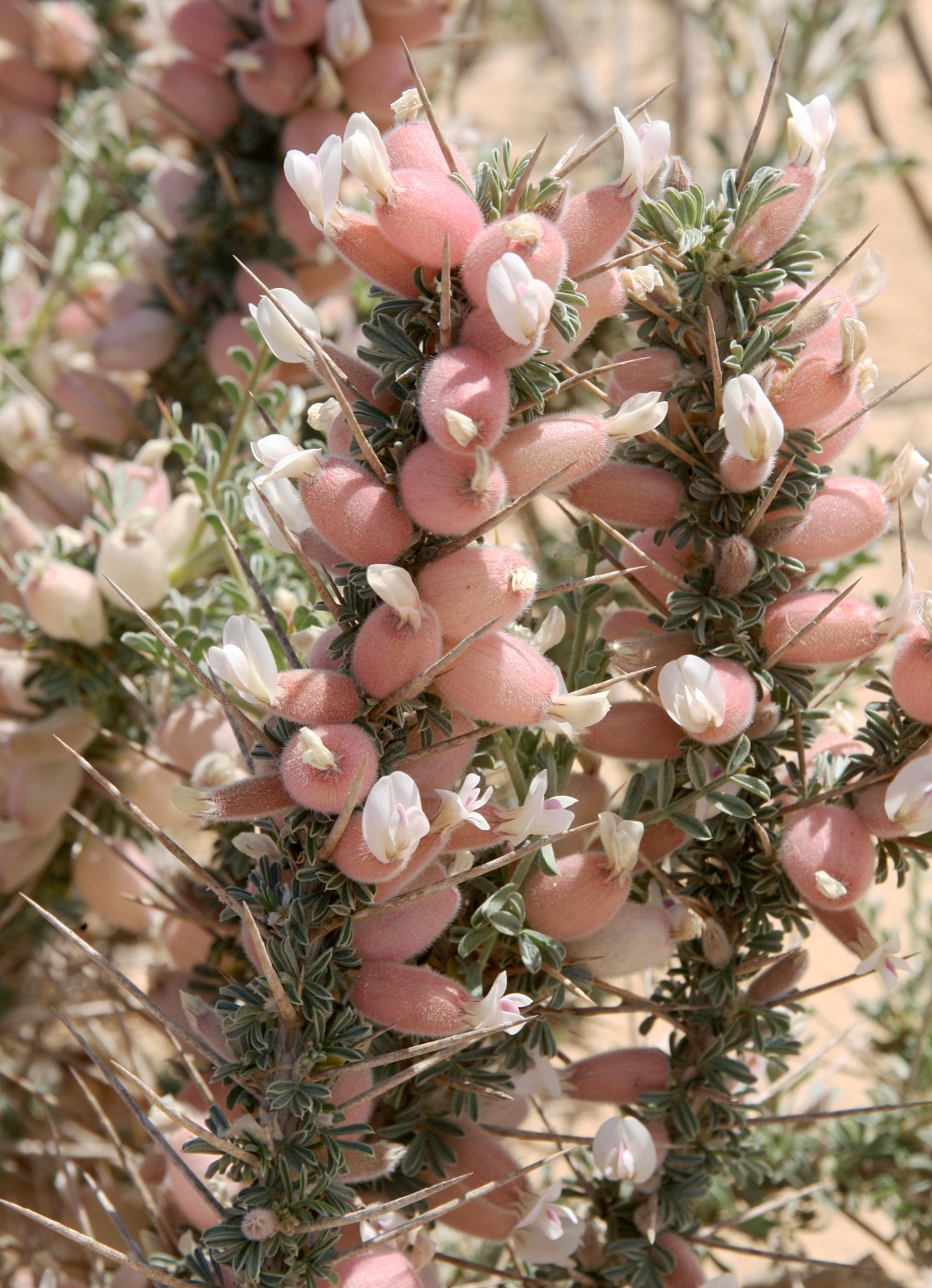 Image of Astragalus spinosus specimen.