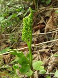 Botrychium alaskense. Верхушка спороносящей вайи. Магаданская обл., окр. г. Магадан, бухта Нагаева, Морпортовская сопка, разреженный каменноберезняк. 13.07.2013.