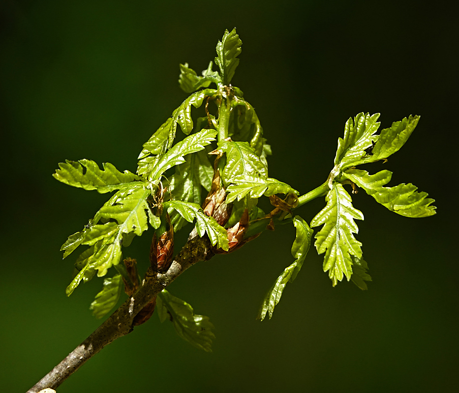 Image of Quercus robur specimen.