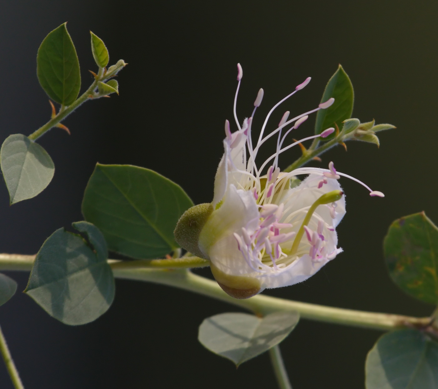 Изображение особи Capparis herbacea.