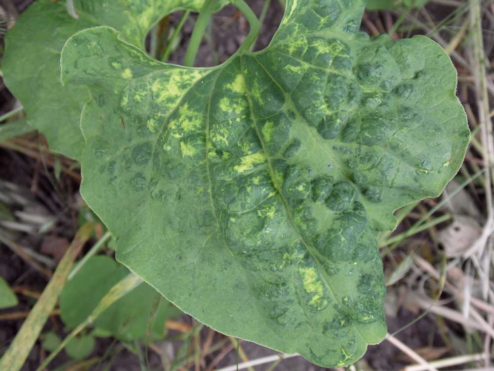 Изображение особи Aristolochia clematitis.