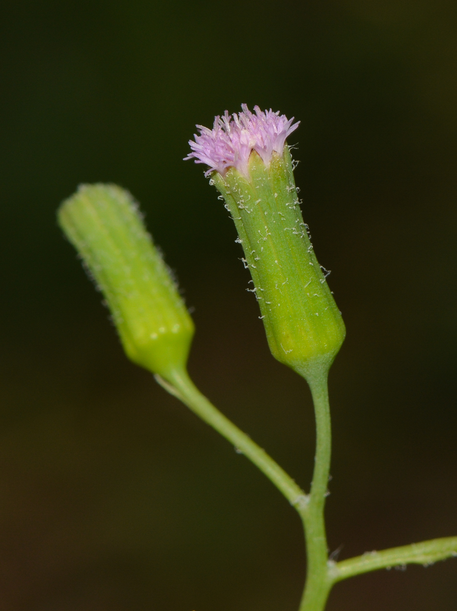 Image of Emilia sonchifolia specimen.