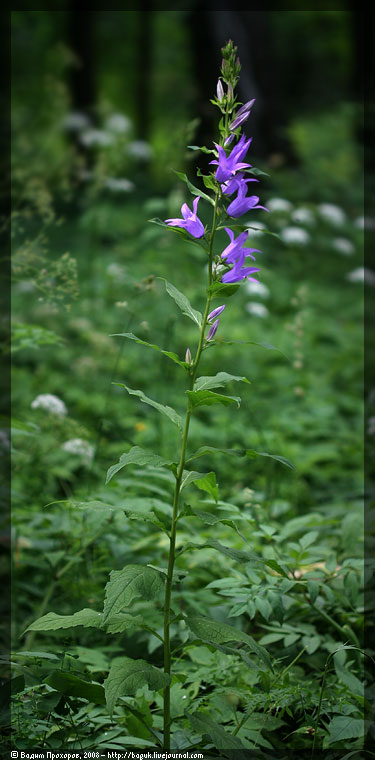 Image of Campanula latifolia specimen.