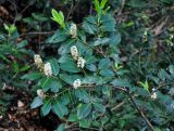 Lauro-cerasus officinalis. Верхушка ветви с соцветиями. Адыгея, Фишт-Оштеновский массив, юго-восточный склон горы Фишт, ≈ 1800 м н.у.м., опушка лиственно-пихтового леса. 05.07.2017.