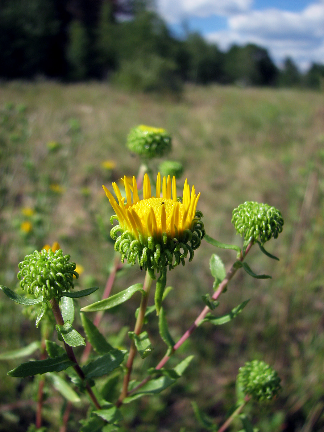 Изображение особи Grindelia squarrosa.