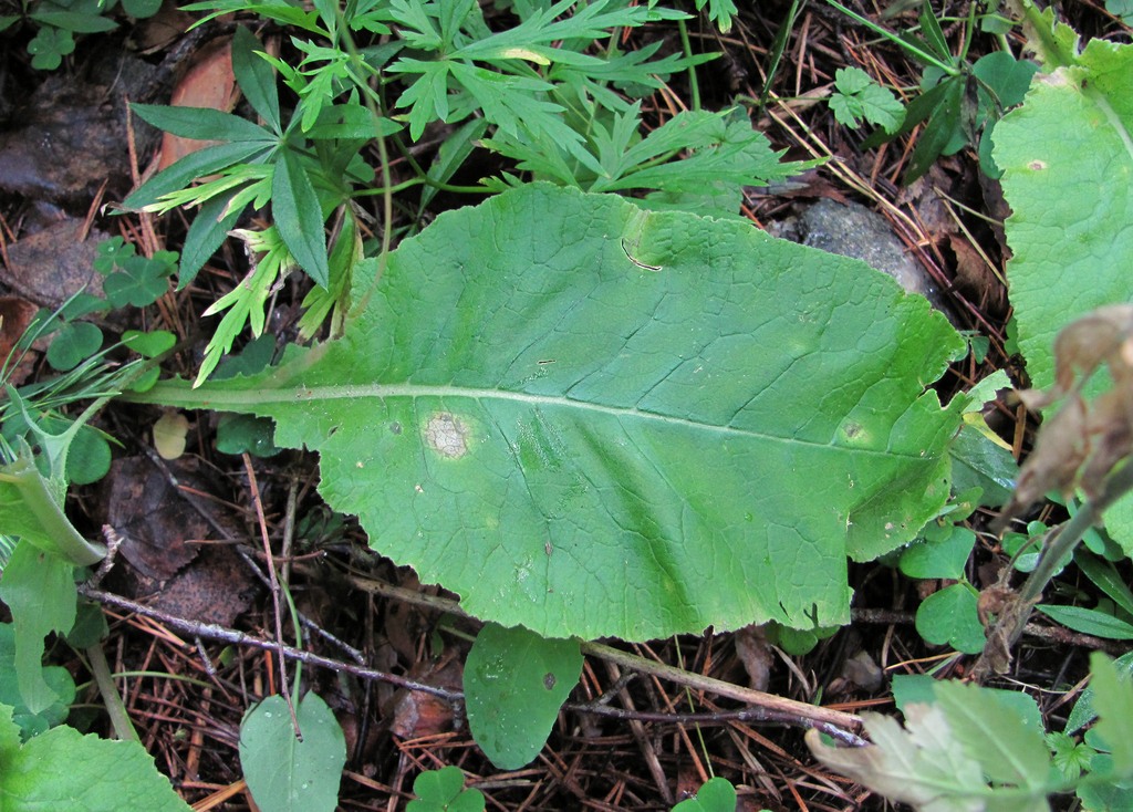 Image of Primula macrocalyx specimen.