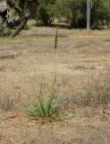 Eragrostis bipinnata