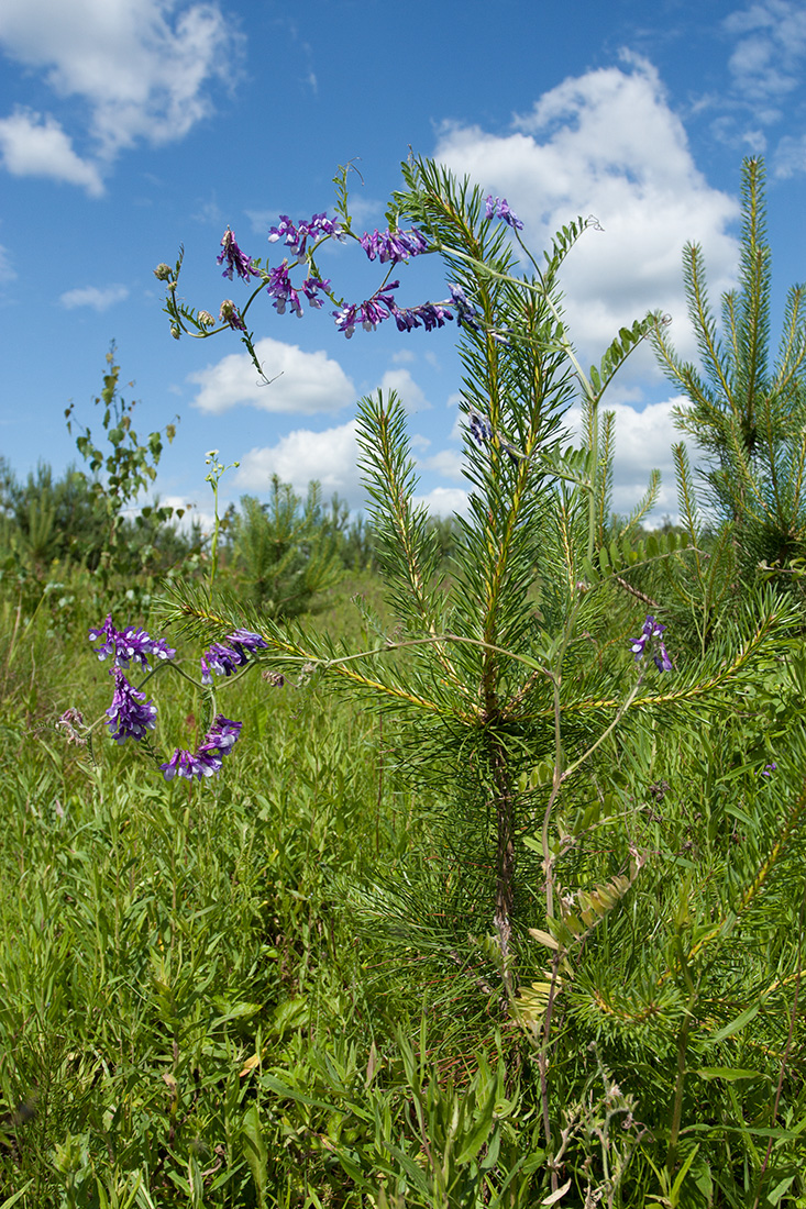 Image of Vicia villosa specimen.