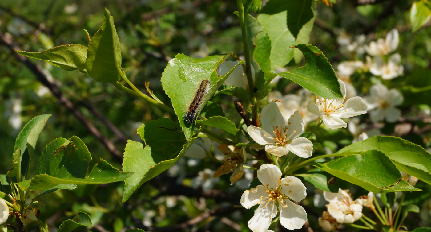 Image of Malus baccata specimen.