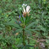 Trifolium spryginii. Верхушка цветущего растения. Свердловская обл., г. Екатеринбург, лесопарк «Уктусские горы», поляна в сосновом лесу. 10.06.2017.