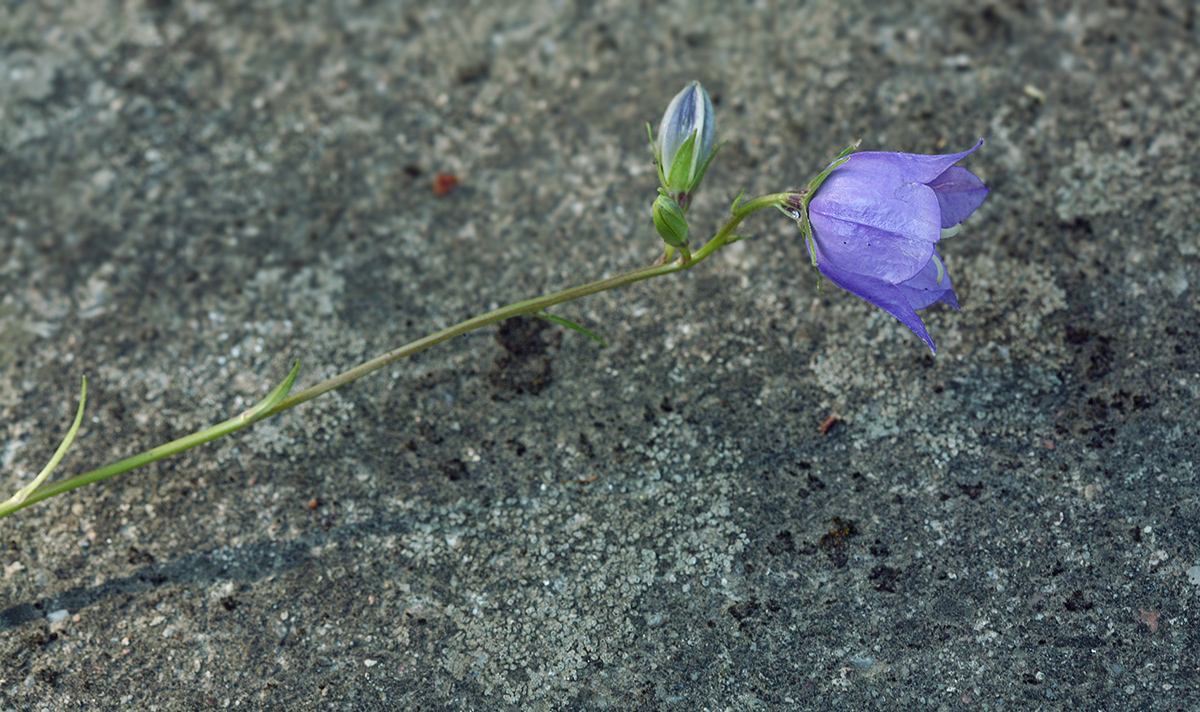 Image of Campanula persicifolia specimen.