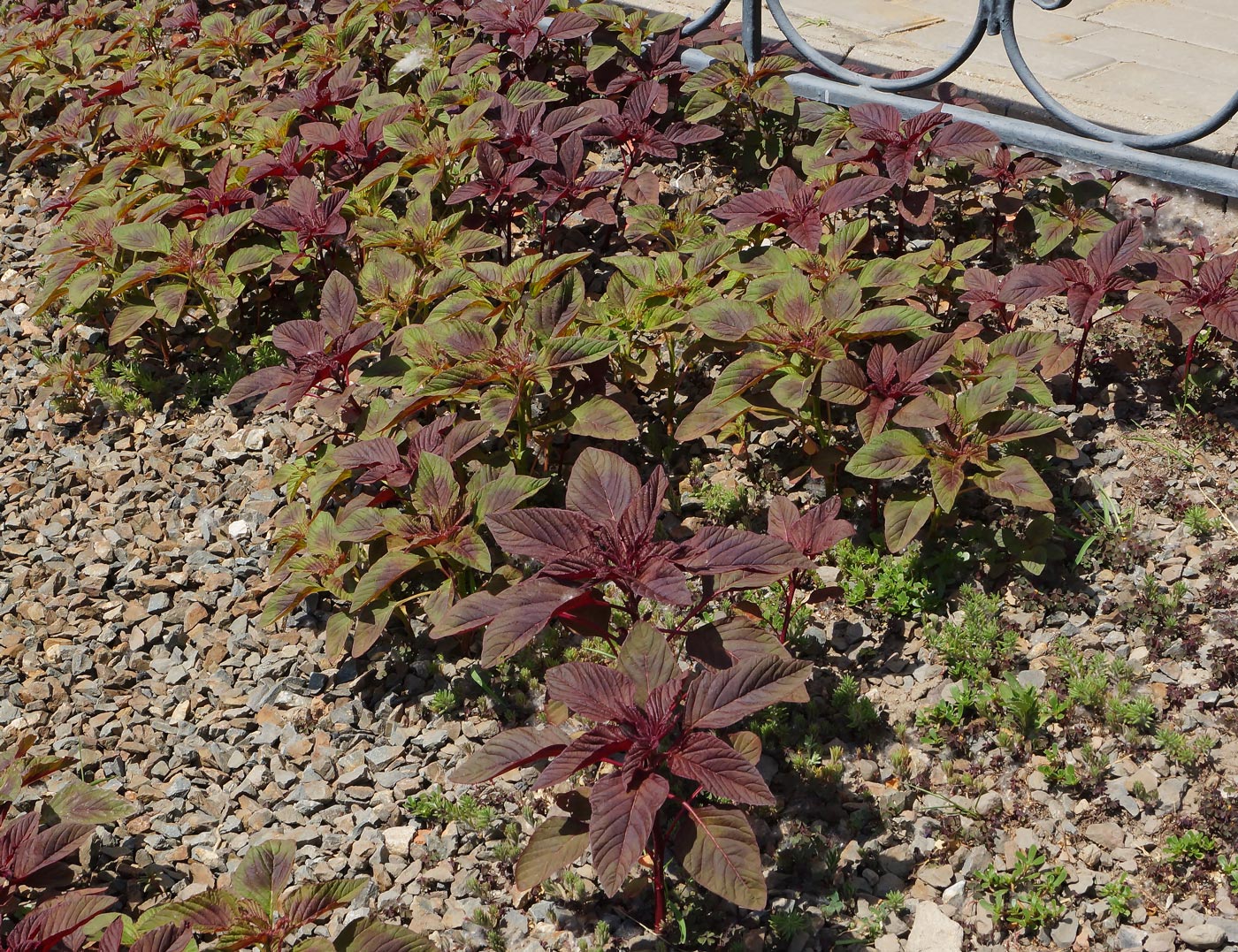 Image of Amaranthus hypochondriacus specimen.