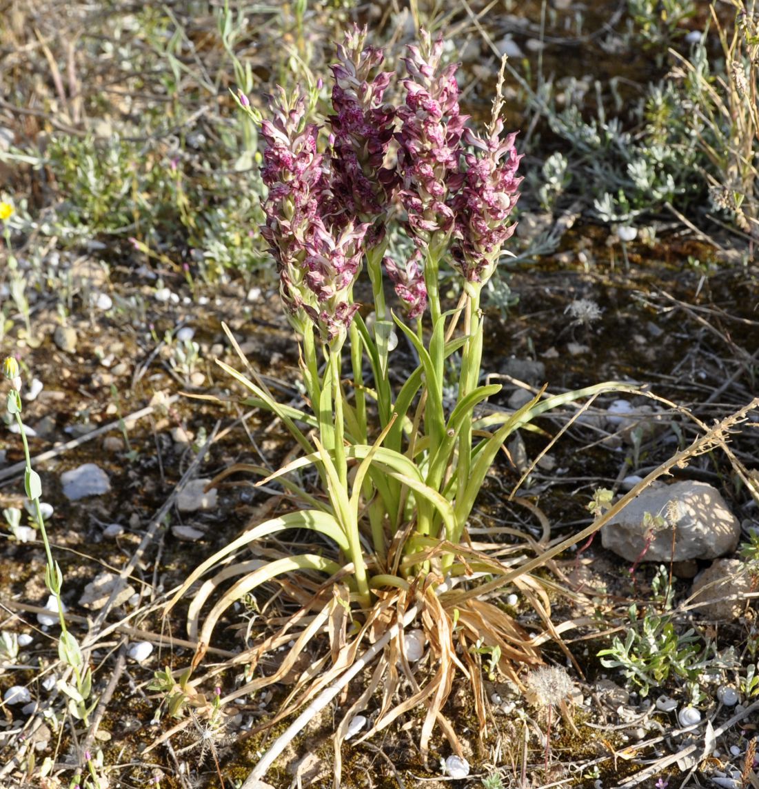 Image of Anacamptis coriophora ssp. fragrans specimen.