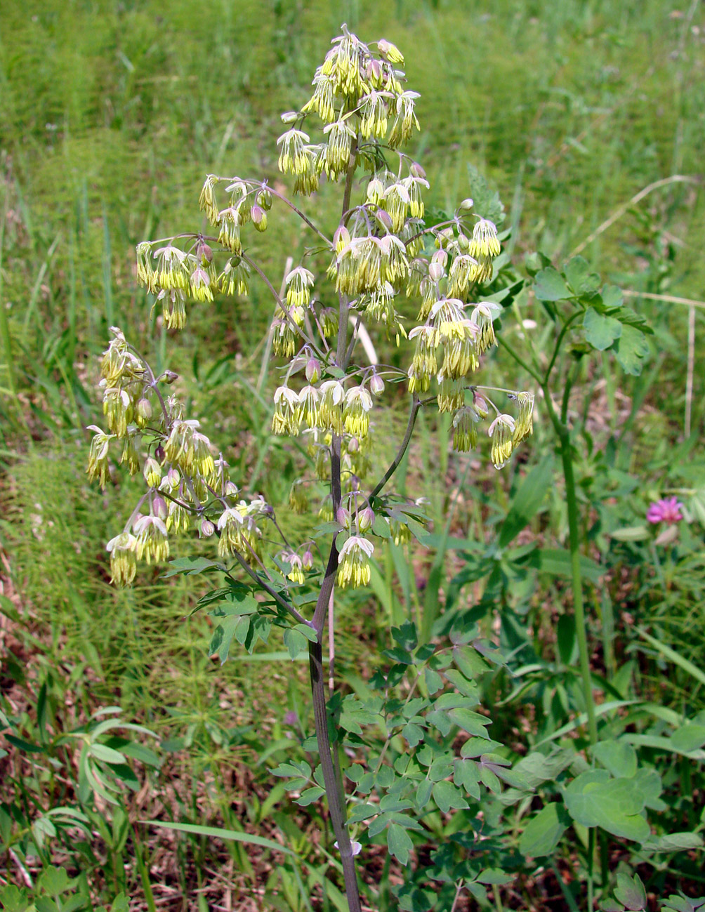 Image of Thalictrum minus specimen.