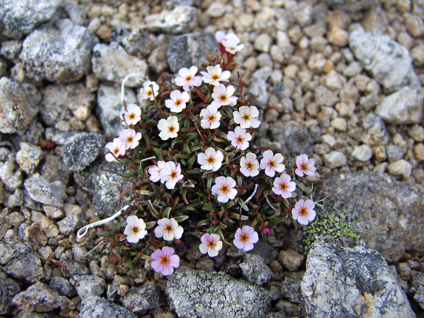 Image of Douglasia ochotensis specimen.