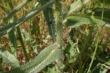 Anchusa azurea